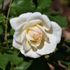 Pope John Paul II Rose #5 - Image 2
